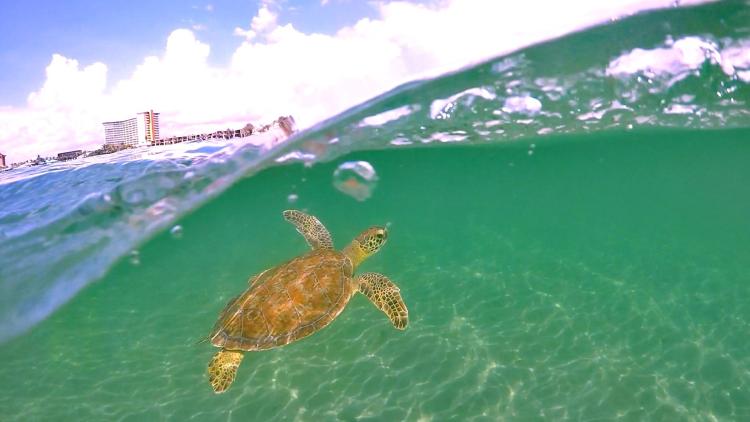 green sea turtle in the water