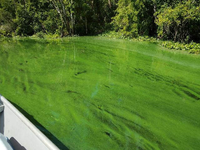 Blue-Green Algae  Water Quality Dashboard