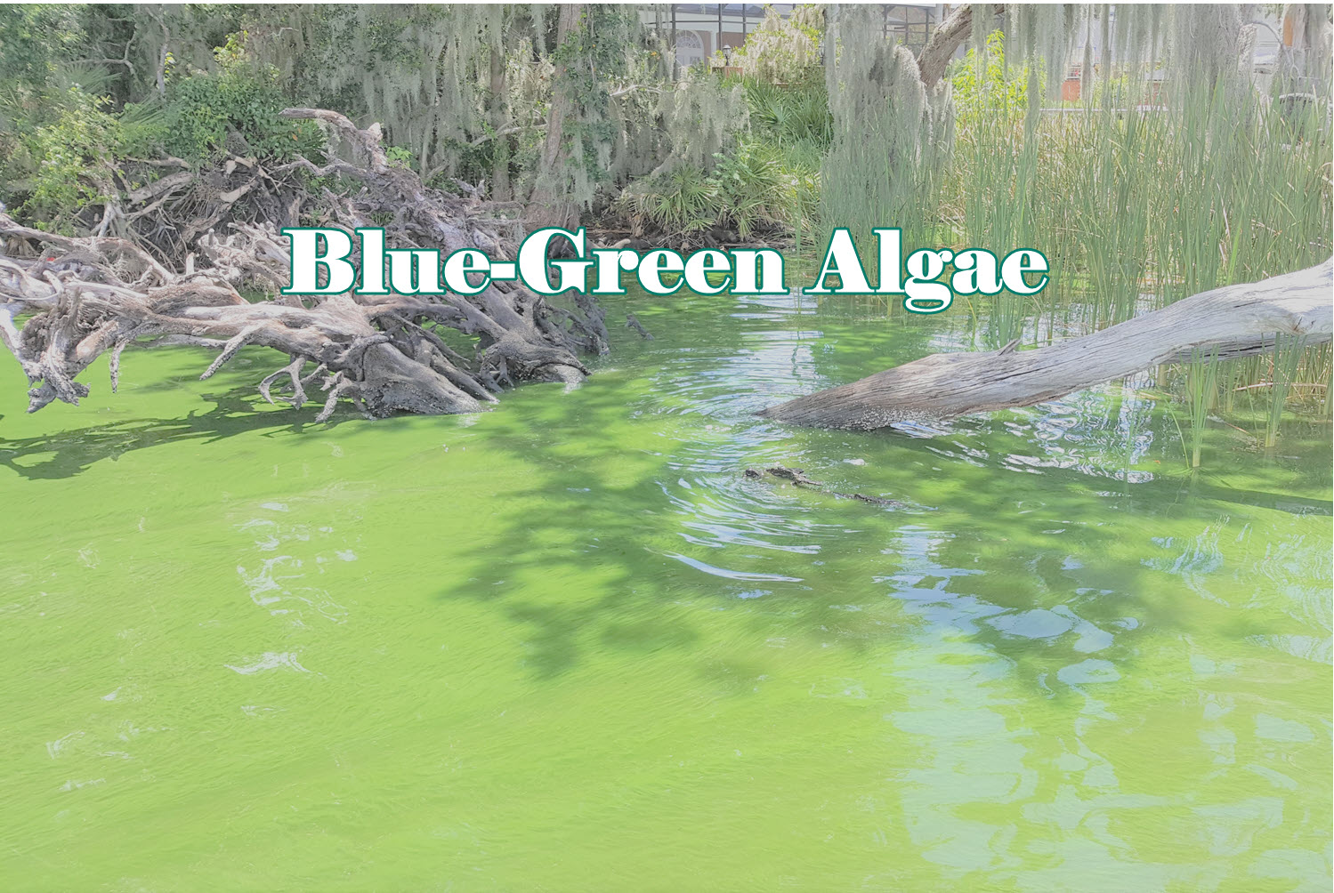 Blue-Green algae written over algal bloom.