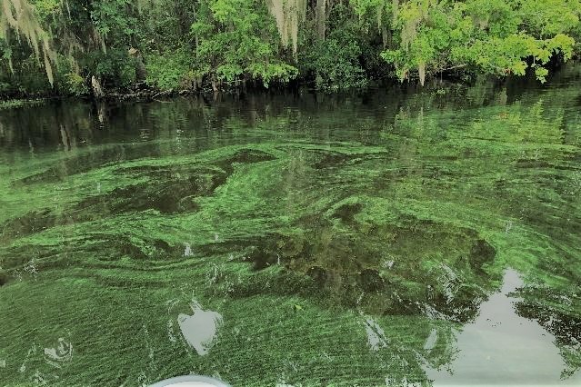 Patch algal bloom observed. Bloom appears as patchy green algal mat on the surface.