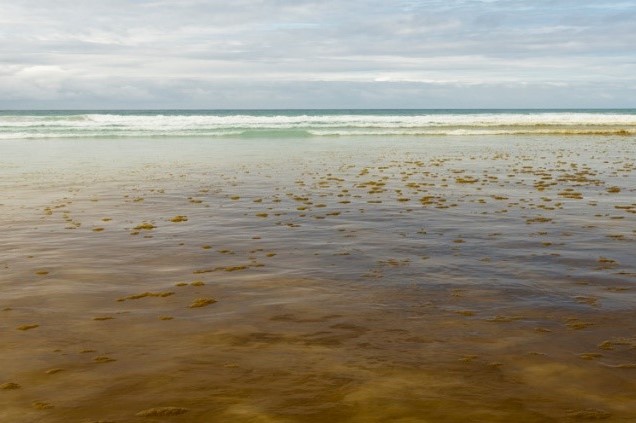 Image of red tide bloom taken from the shore, showing brownish discoloration