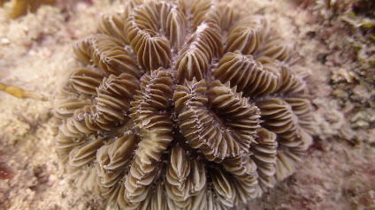 Coral from Kristin Jacobs Coral Aquatic Preserve