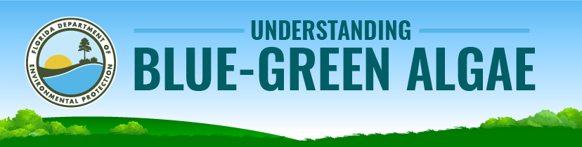 Screen grab of Understanding Blue Green Algae Infographic header. 