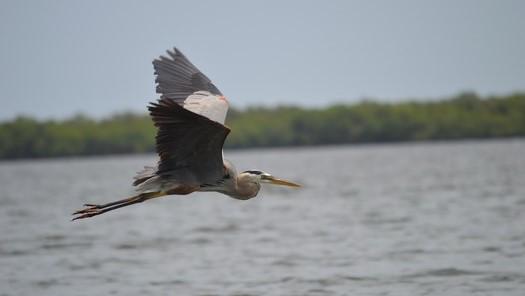 Blue Heron in flight across lagoon