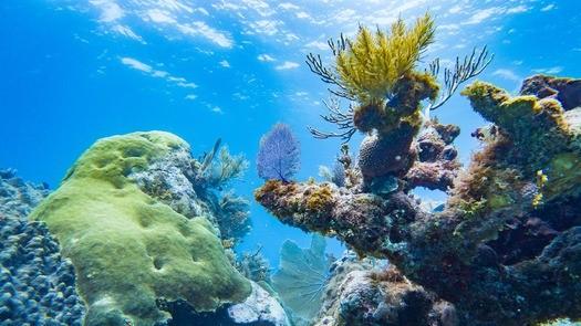 Coral Reef at John Pennekamp state park