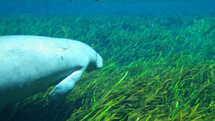 Manatee at Silver Springs