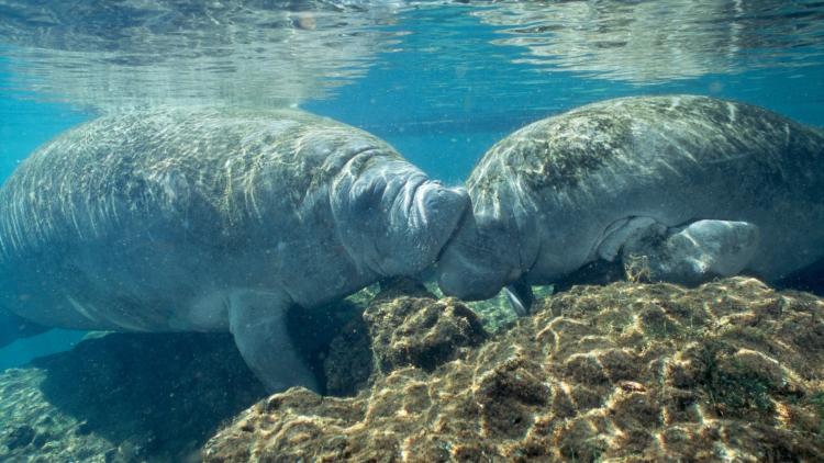 Kissing Manatees at Homosassa Springs
