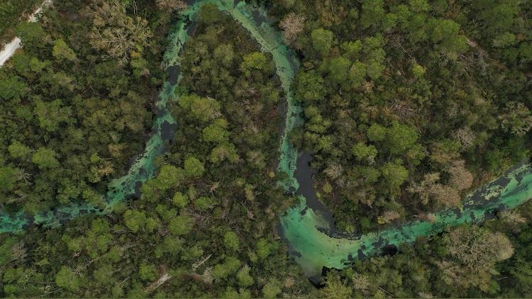 spring fed river among the trees