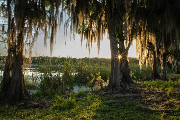view of a lake through the spanish moss