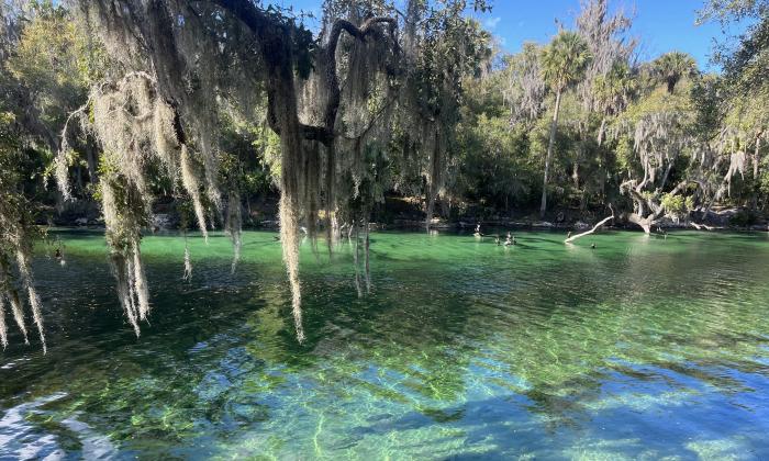 clear blue spring with cypress and Spanish moss in blue springs state park