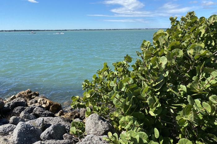 view of indian river lagoon through the mangroves 